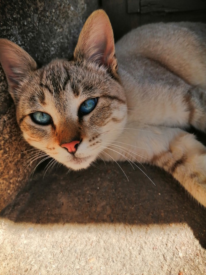 gato