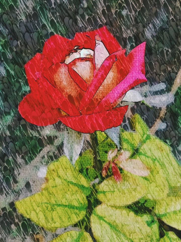 red, rose, flower, colours, nature, green