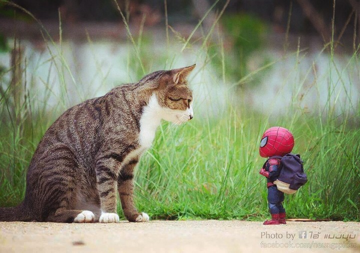 cat vs Spiderman