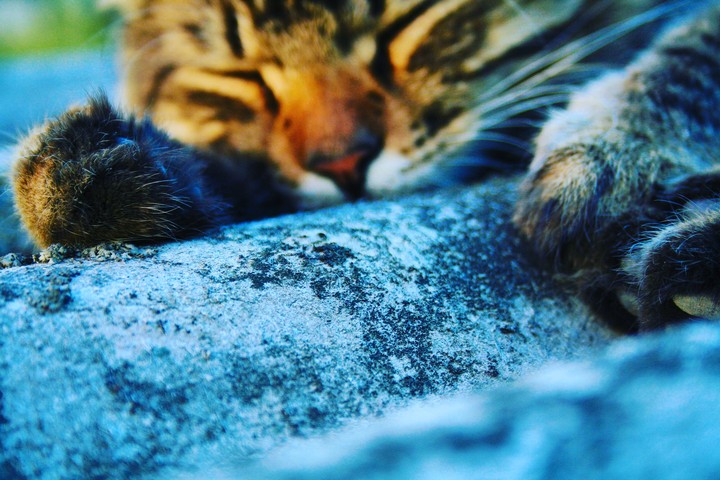 cat