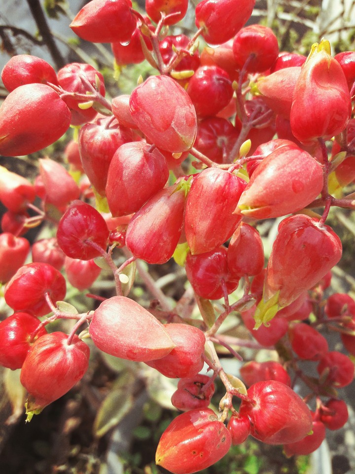 flower red