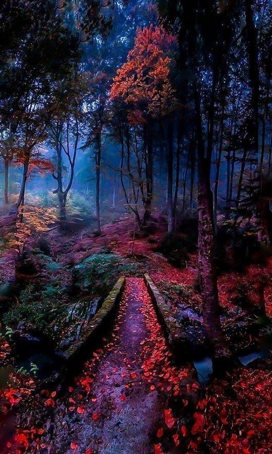 mystic forest