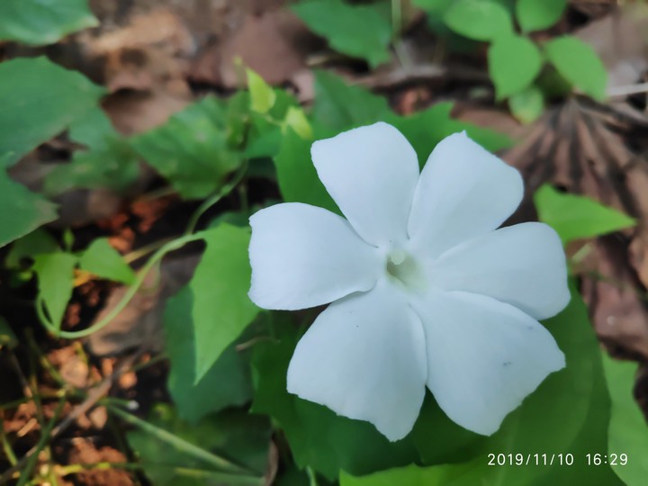 white flower