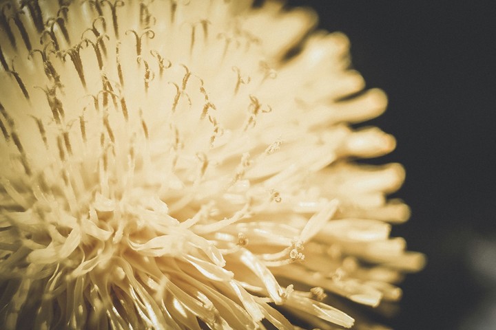 #Macrophoto