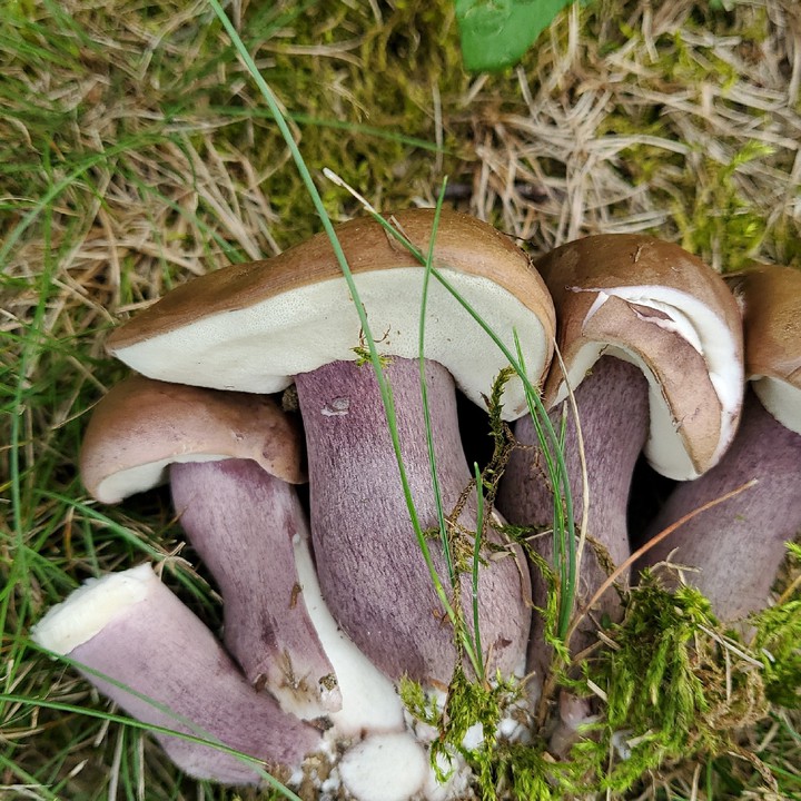 mushrooms