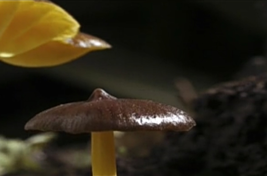 mushroom