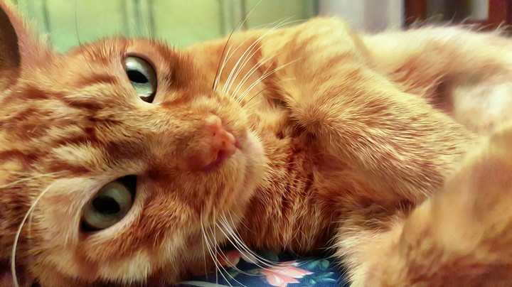 Chicharito the cat