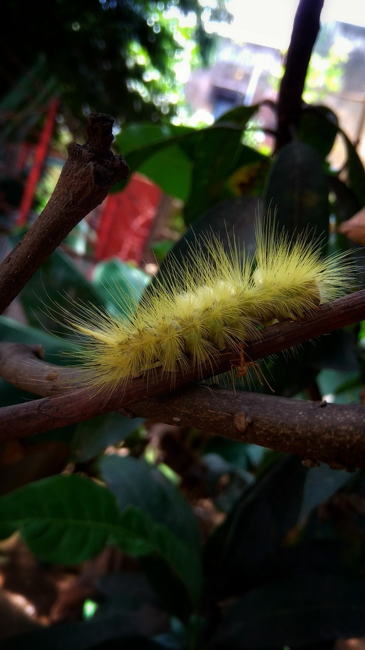 Caterpillar crawls the wood