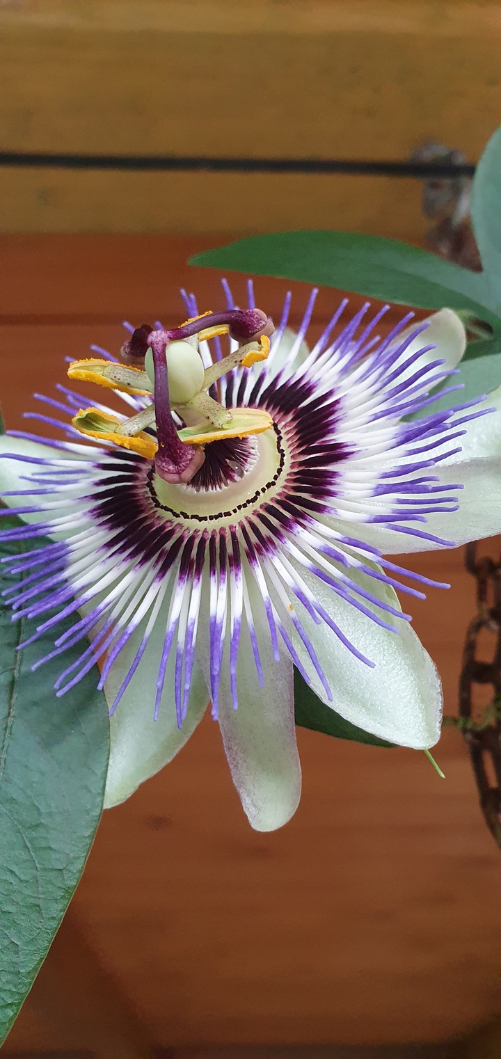 Welcome to my Garden #4