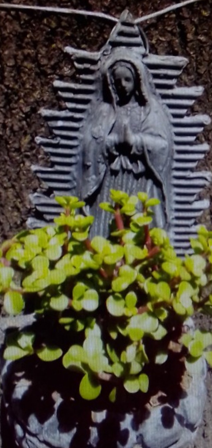 Ave María