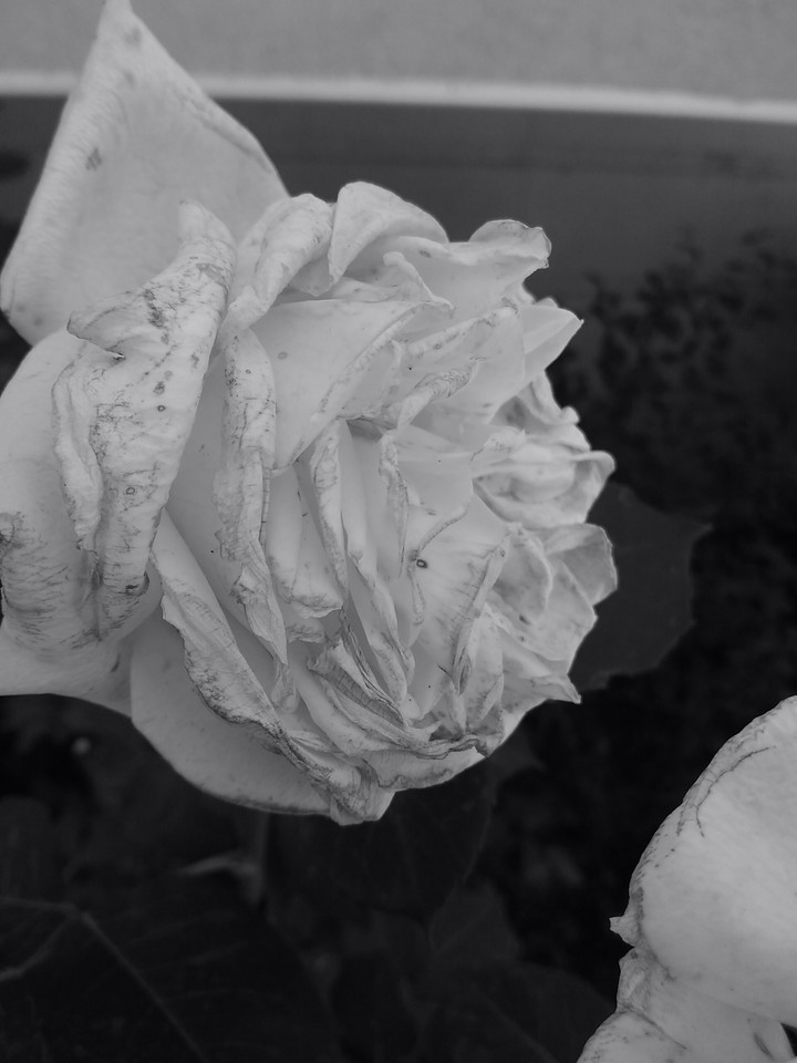 Decay