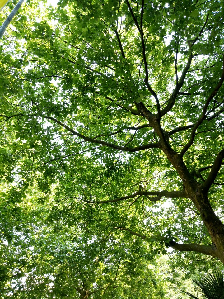baum
