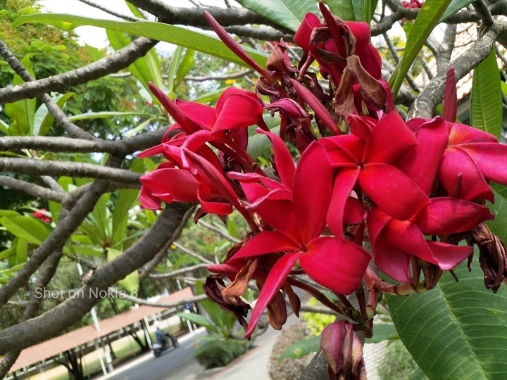 Flowers or VIT