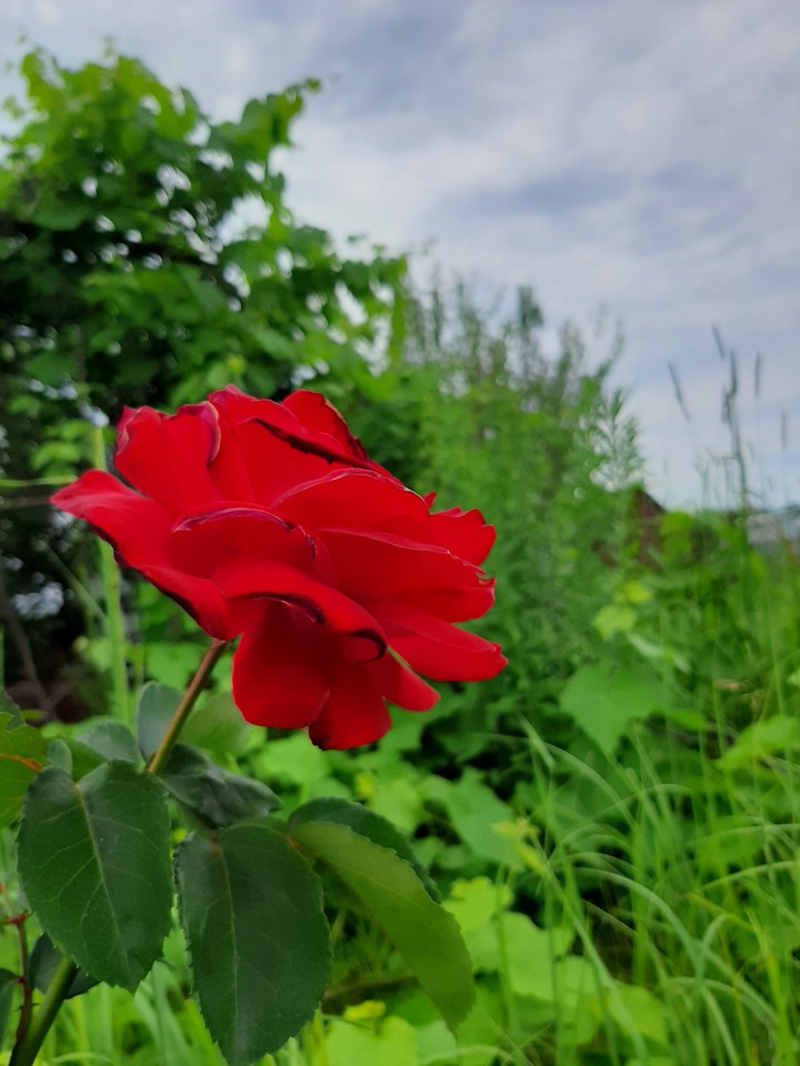 Красная роза