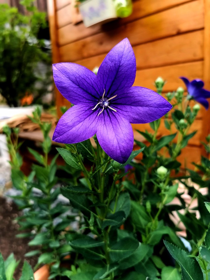 blume