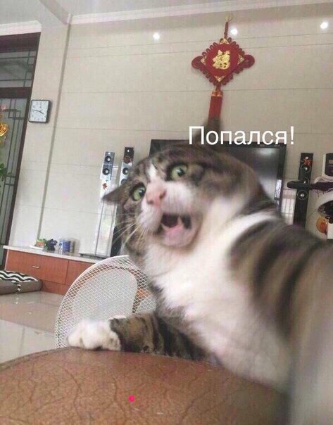 котик поймал человека
