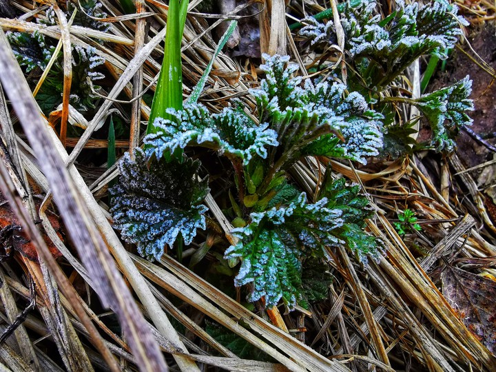Snow Green