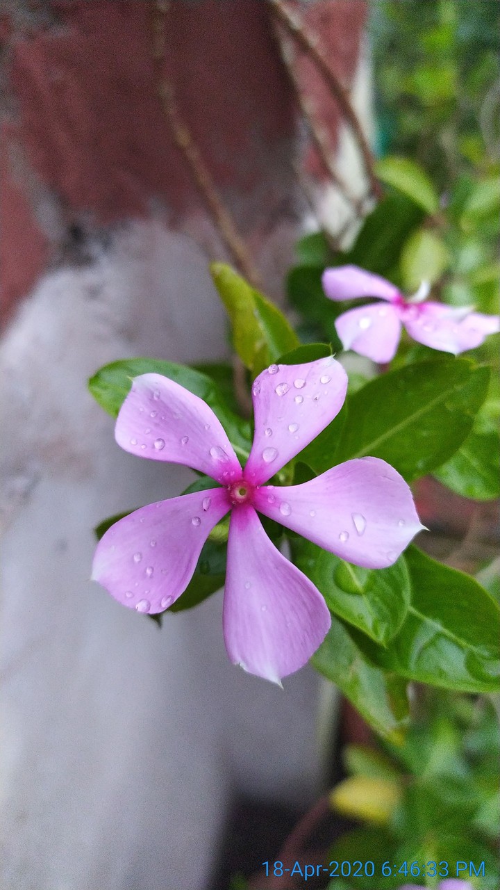 Pink Flower