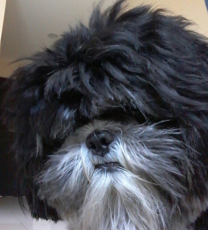perrito