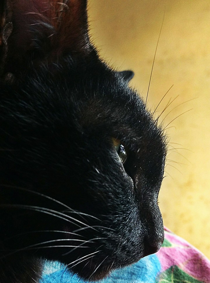 Black Beauty