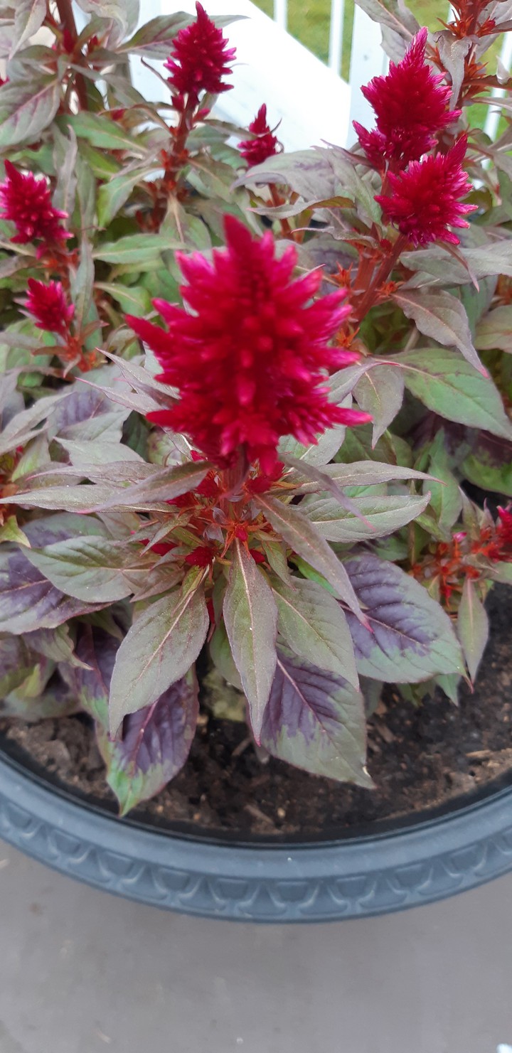 Celosia ♡