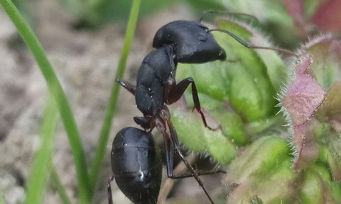 Ant on green leaves.
