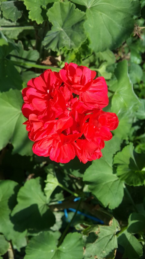 red beauty