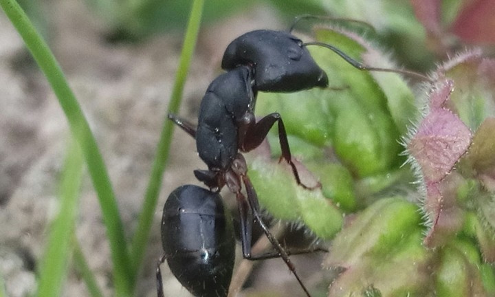 Ant on green leaves.