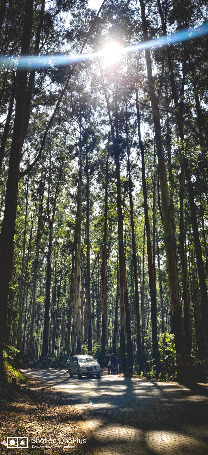 Tall trees