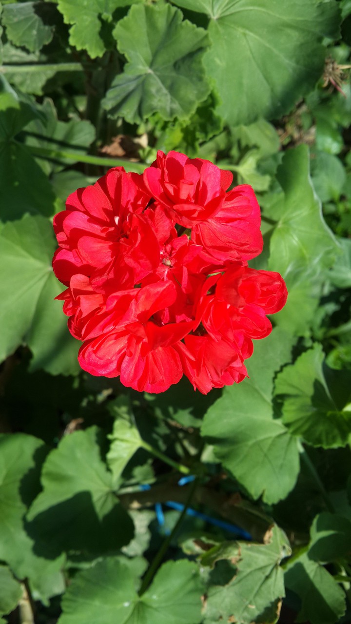 red beauty