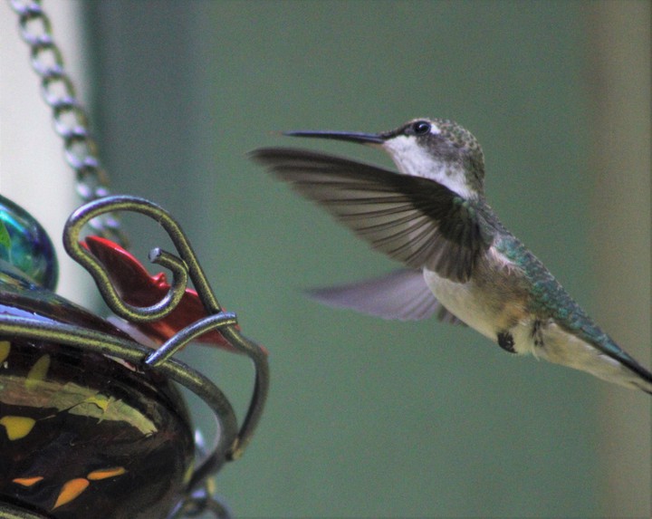 Hummingbird 3