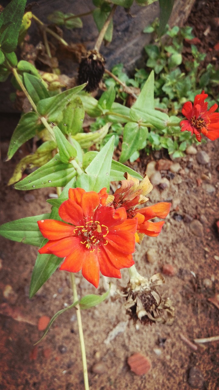 flor