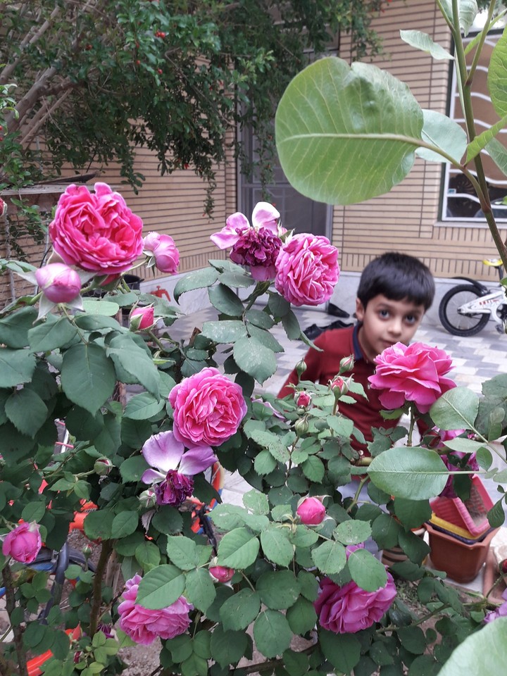 Ali,my grandson