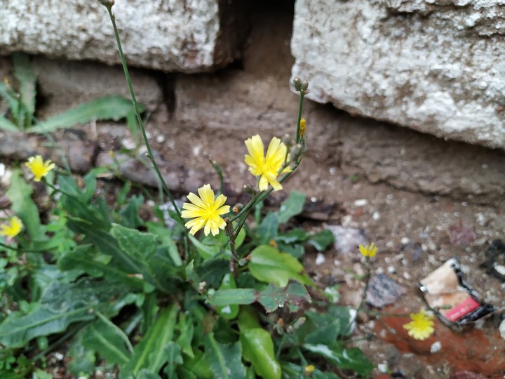 Wild Beauty