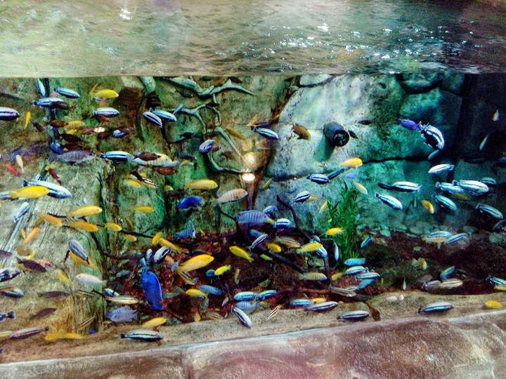 Colours