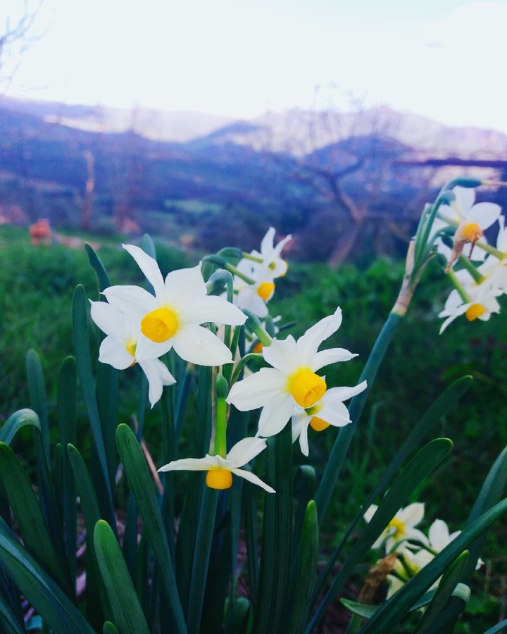 Narcissus