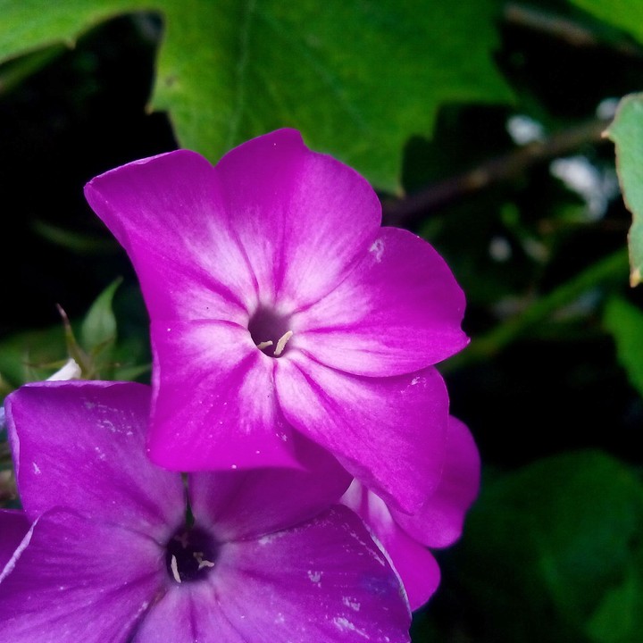 flowers ❀