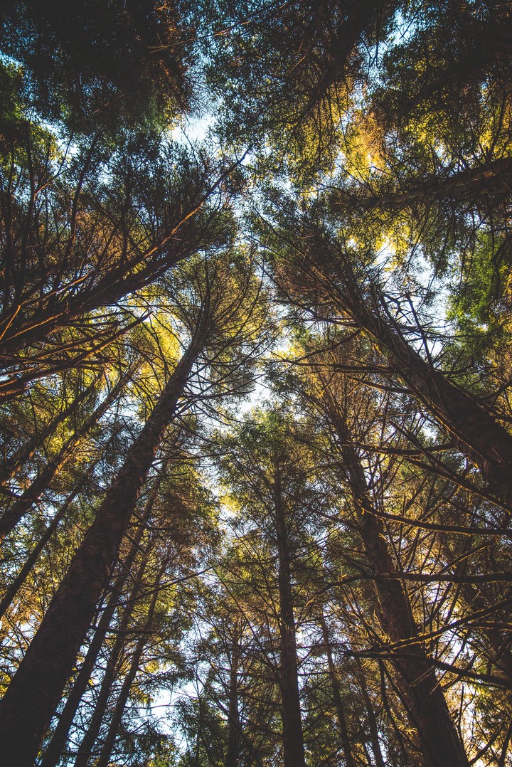 Trees Tops Bottom View