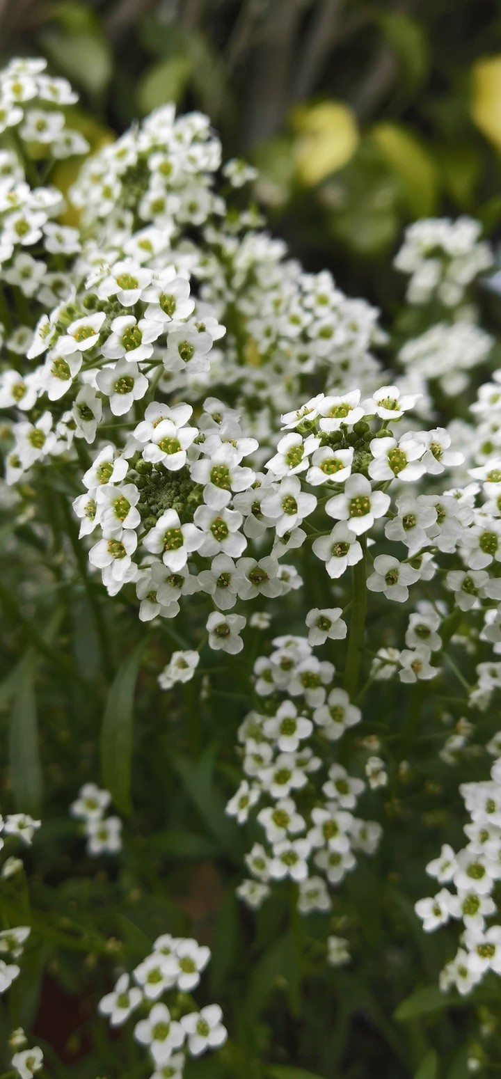 tiny flowers