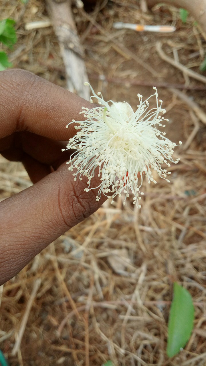 sanjit