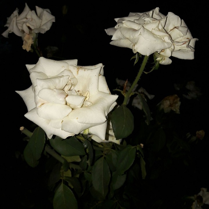 Rose...