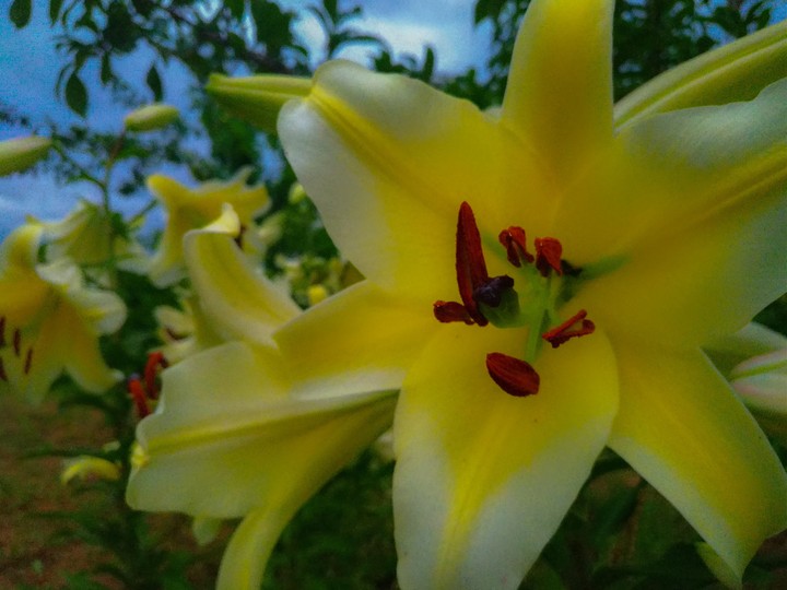 Lilys