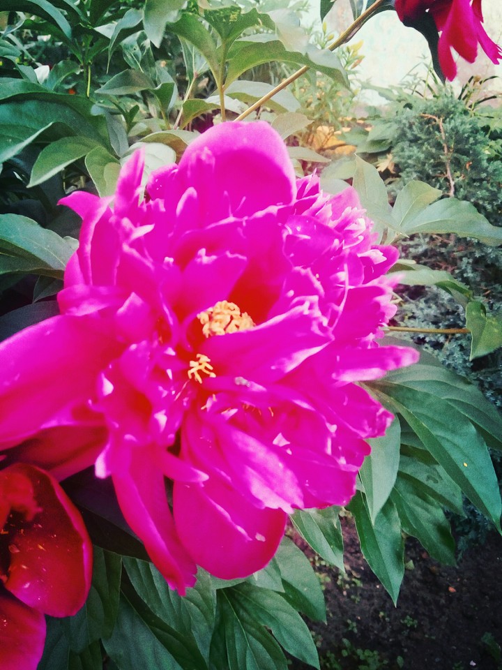 pion