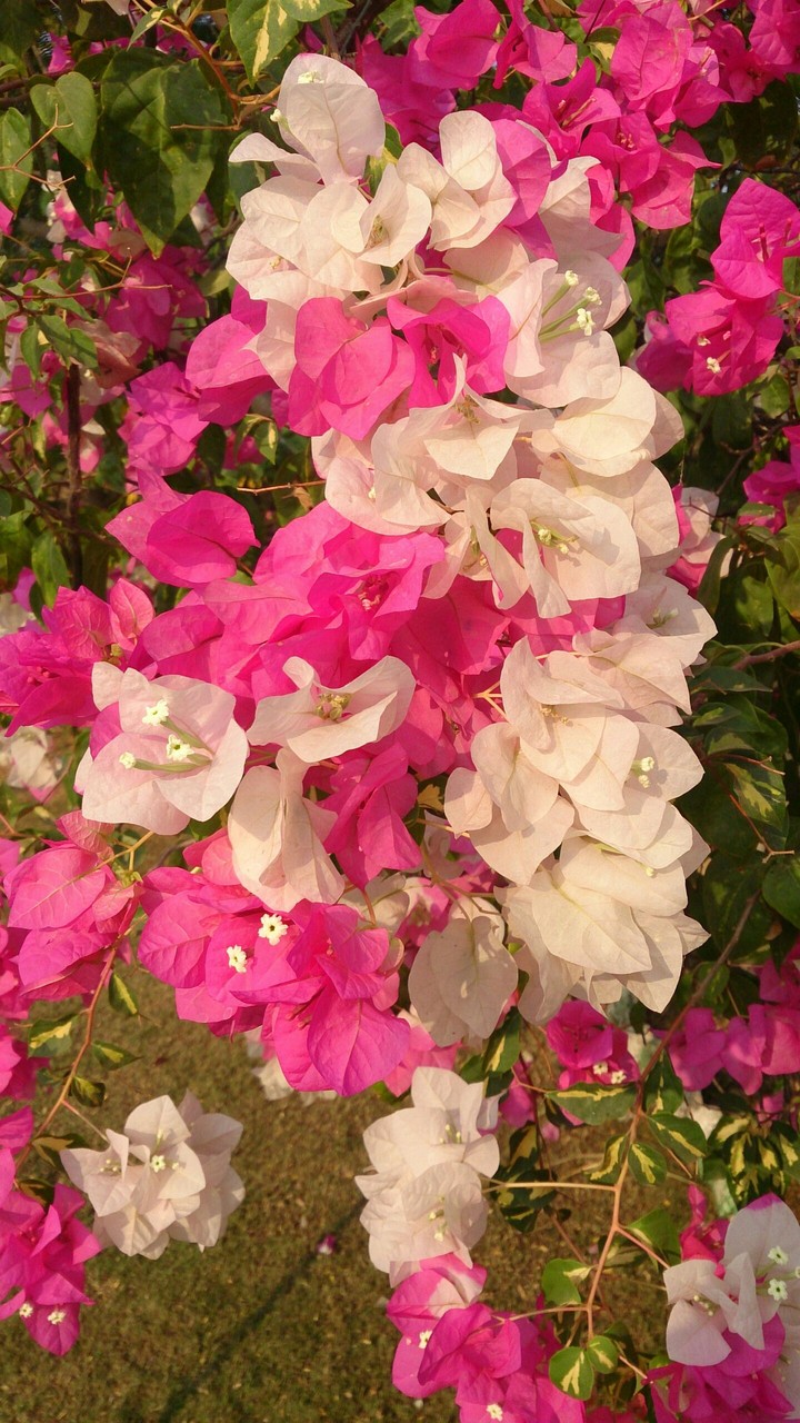 flower garlands.