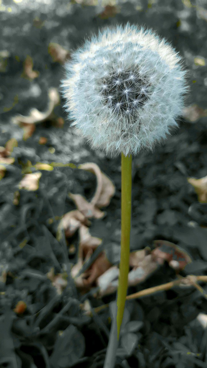 in my garden
