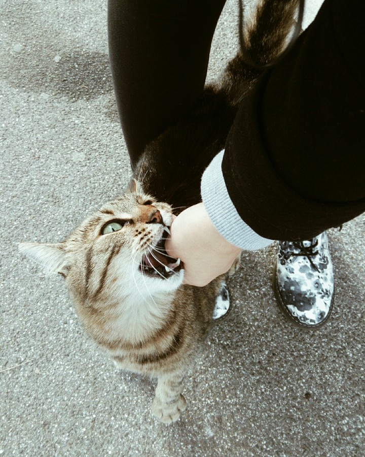 meow