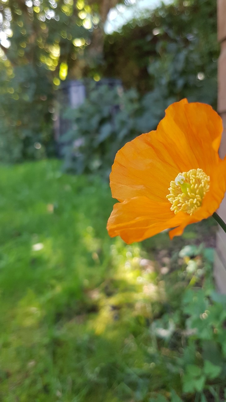Poppy