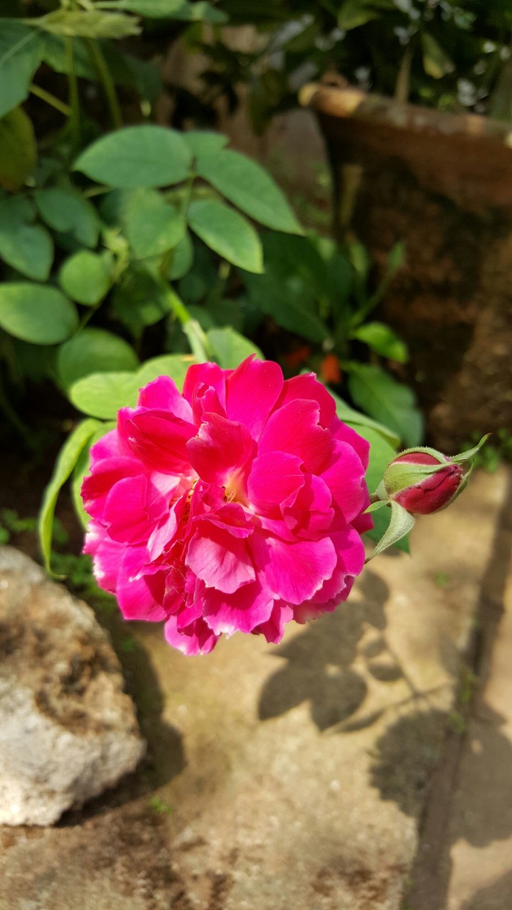 phase of flower