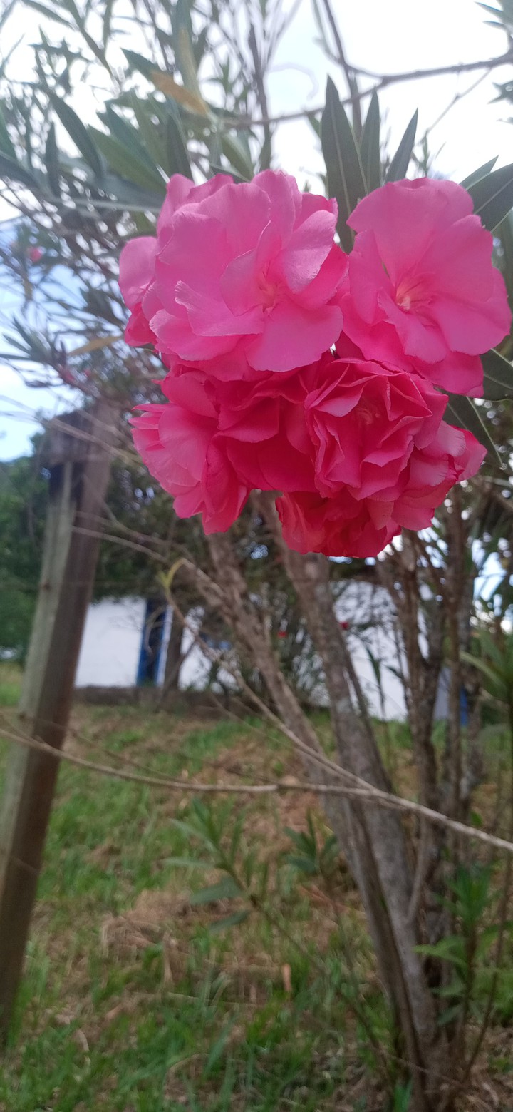 Flor rosa