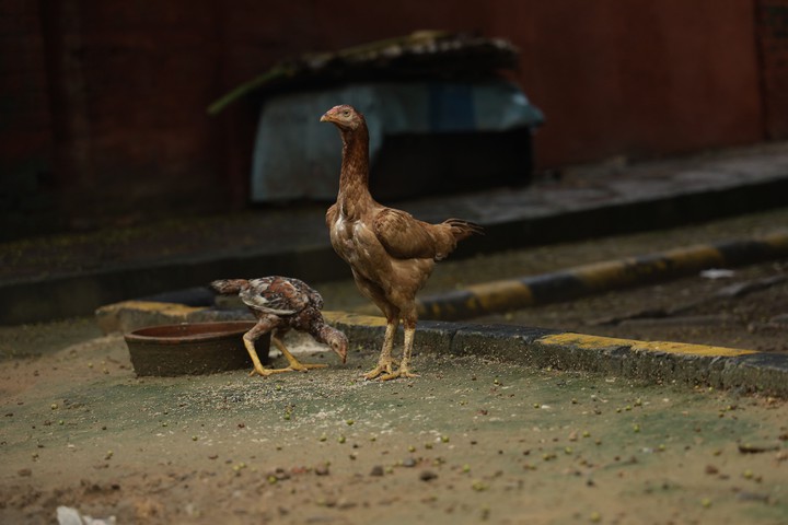 brown hen